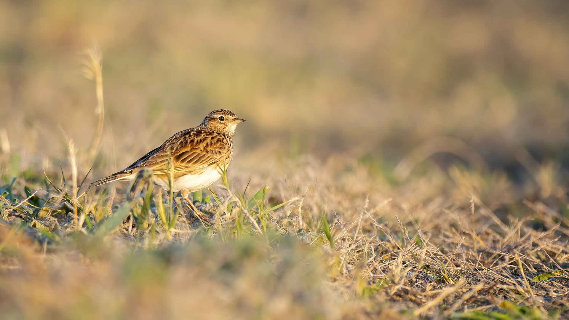 Tarlakuşu